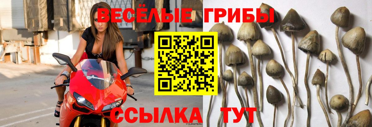 наркотики  Галлюциногенные грибы Psilocybe  Вход с VPN  Искитим 